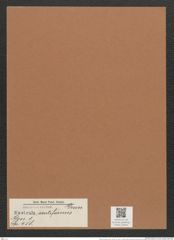 Navicula scutiformis Grun. (de-Toni-Nr.: Genus 1, Species 458) Zeichnungen Sammlung Grunow Mappe 00403 (Herbarium_W_Grunow_drawings_Folder_00403)